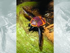 New Material Advancements Engineered from Beetle Wings - Tinius Olsen
