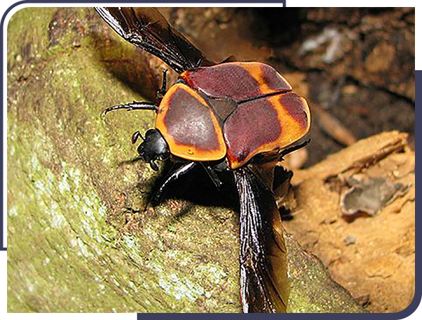 Sun beetle (Pachnoda marginata) with wings extended